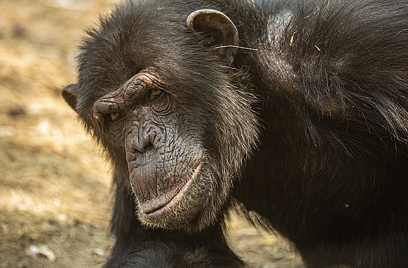 Chimfunshi Wildlife Orphanage