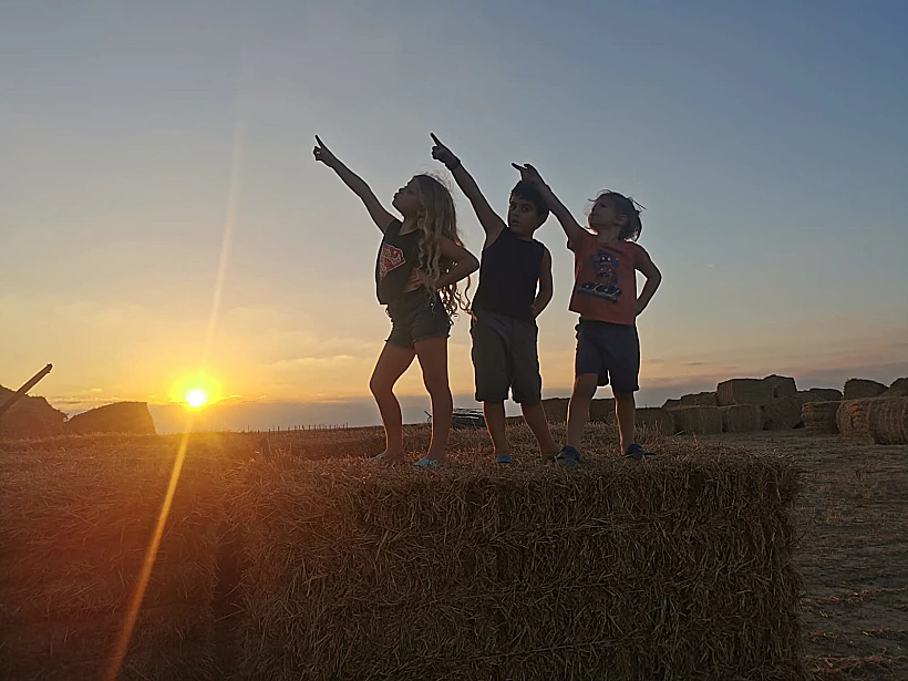 חוות הדקלים בצפון הנגב