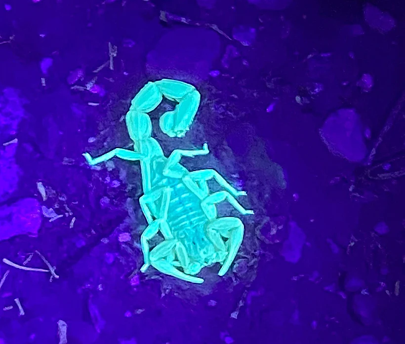 עקרב במדבריום לילה