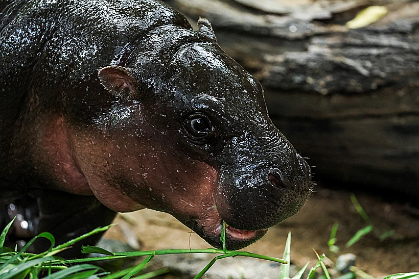 "moo Deng", A Female Pygmy Hippo Celebrates Her First Birthday In Chonburi Province