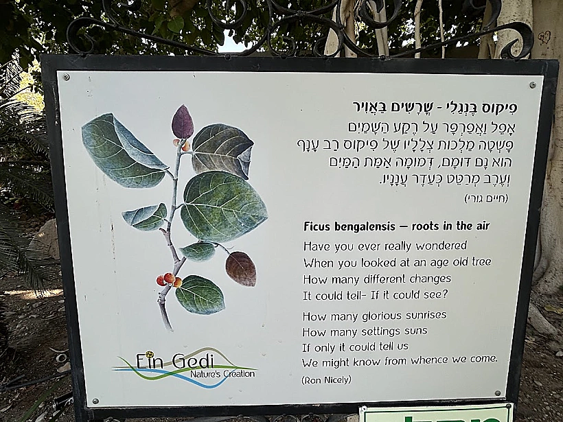 גן בוטני מלון עין גדי