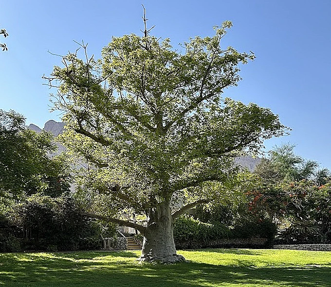 עץ באובב במלון עין גדי