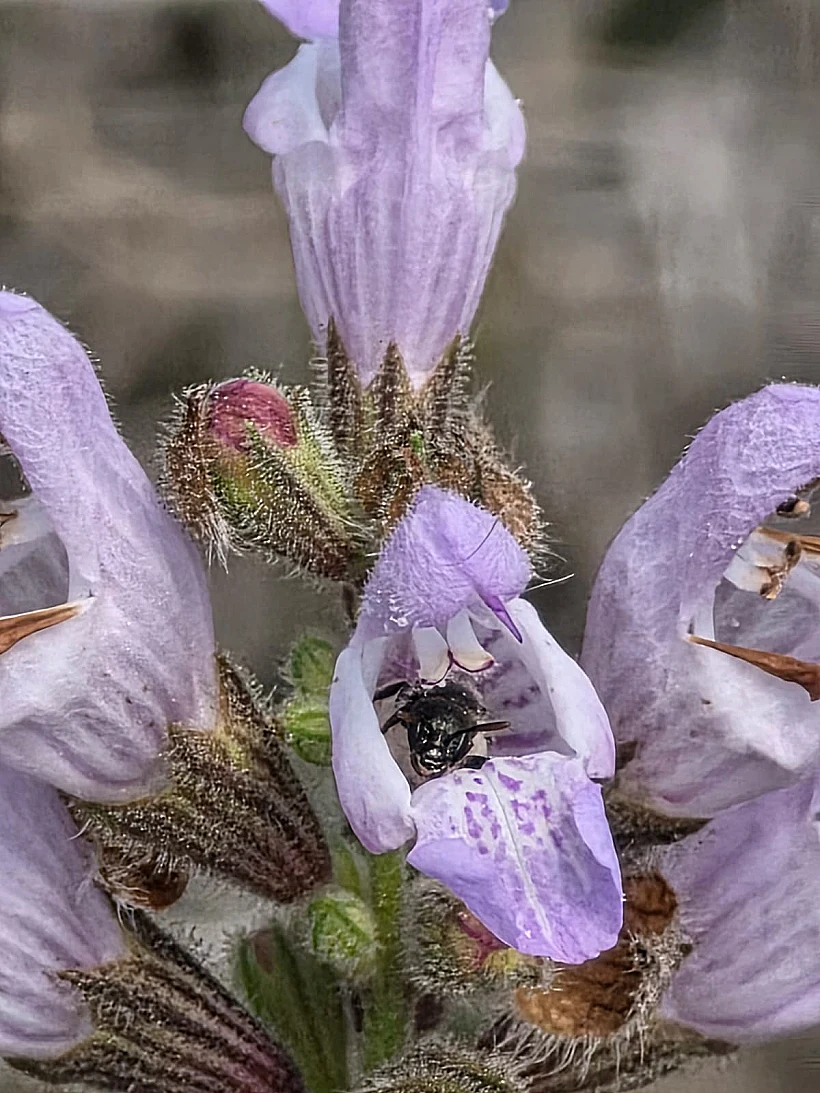 דבורה מאביקה את המרווה המשולשת