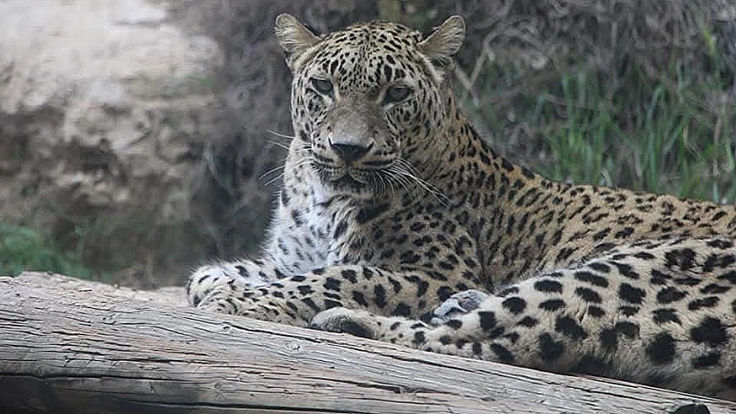 נמר בגן החיות התנ"כי