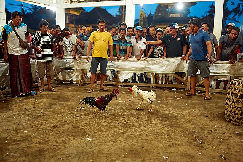 The,arena,of,asian,fighting,rooster,fights,with,local,residents