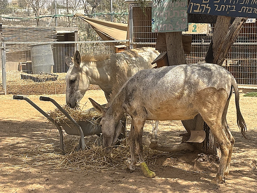 החווה השיקומית בניצנה