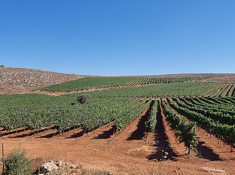 הכרם של יקב ירושלים