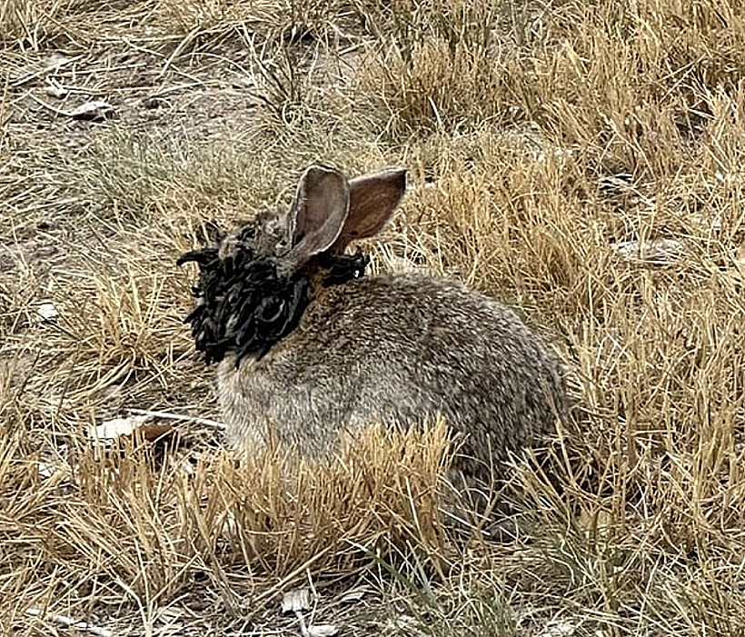 ארנבון הנגוע בנגיף