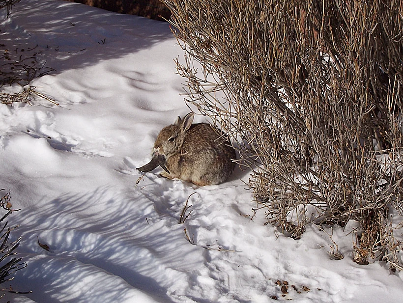 ארנבון הנגוע בנגיף