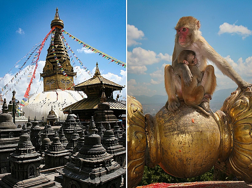 הסטופה המרכזית של מקדש הקופים, שמכונה כך על שם מושבת הקופים שמאכלסת את המתחם