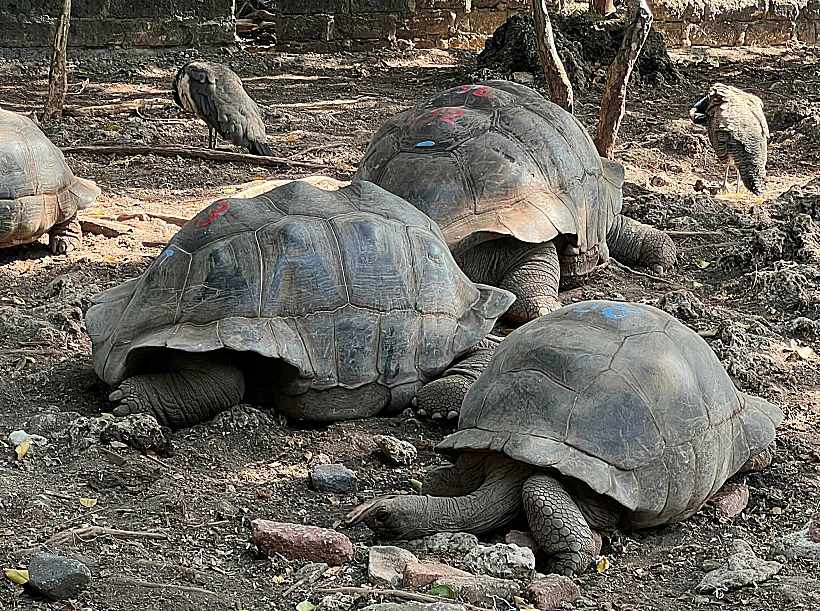 צבים באי האסירים  זנזיבר