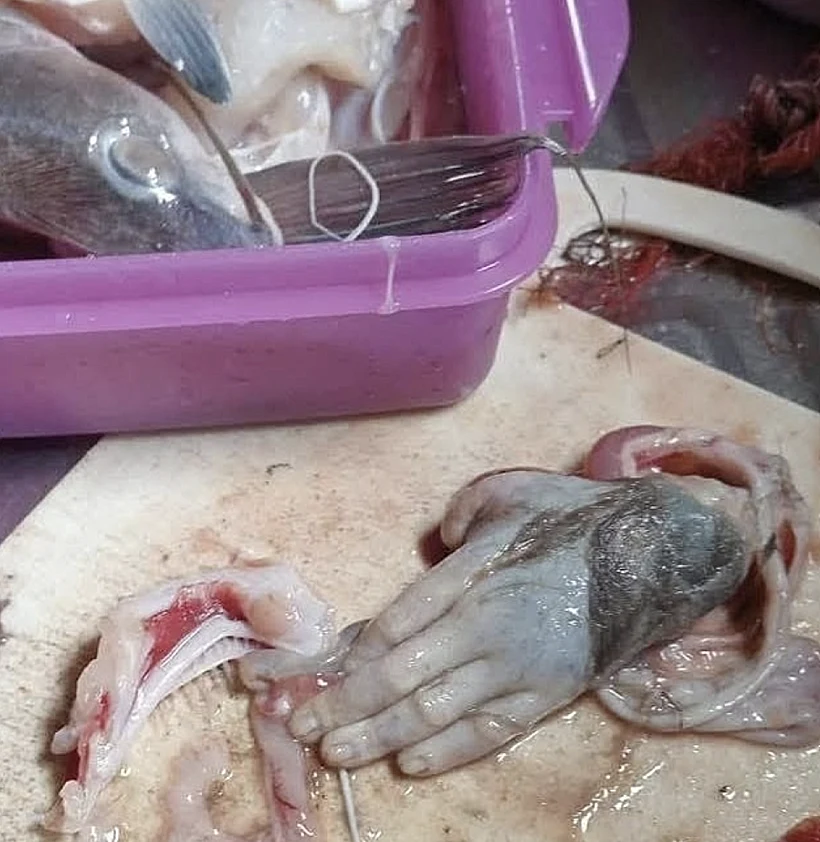 כף יד נמצאה בתוך דג שפמנון