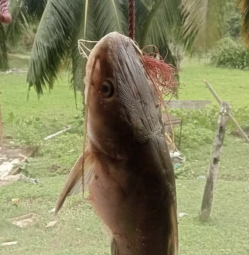 כף יד נמצאה בתוך דג שפמנון
