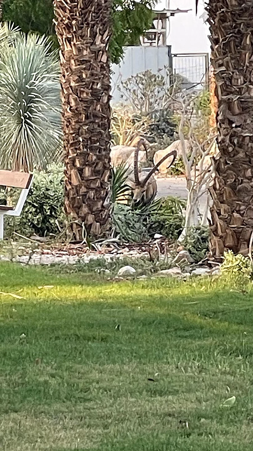 ארוחת נוודים, מלון עין גדי