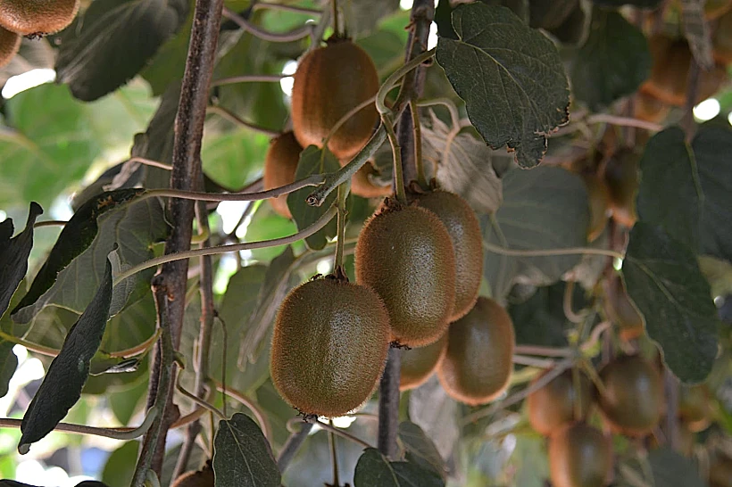 קיווי היווארד