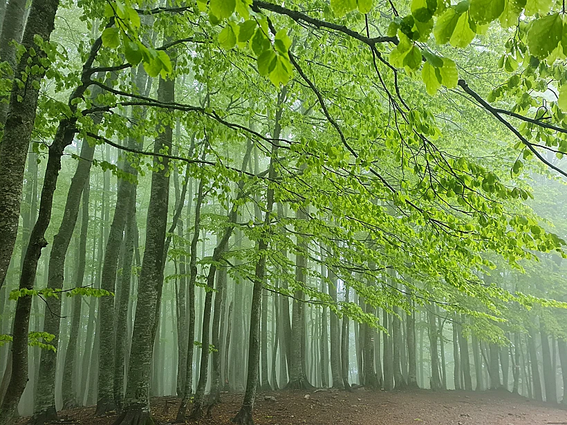 יער מכושף באלפים האלבניים