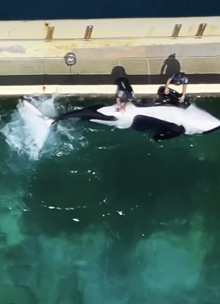 המטפלים מגרים מינית את קייג'ו הלוויתן