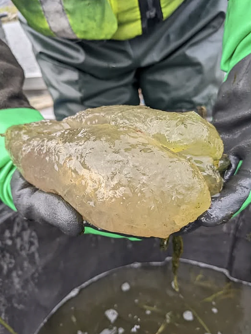 בריוזואנים מופלאים