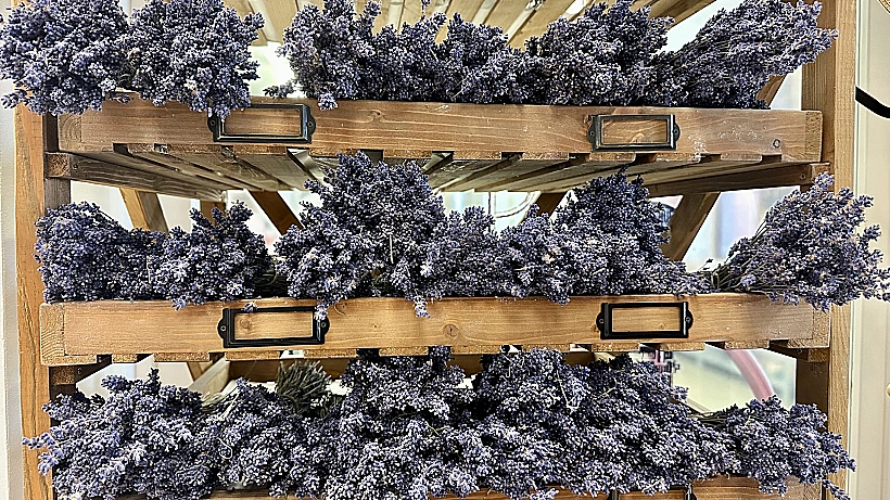 לוונדר בעיירה Tihany אגם בלטון הונגריה