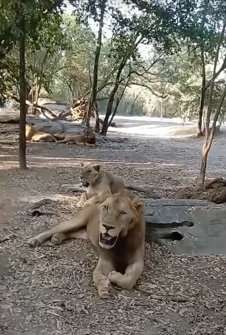 המדריך נטרף על ידי אריות לעיני המבקרים