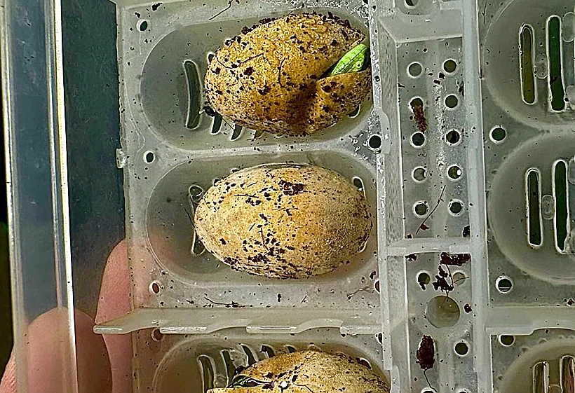 הביצים של קרול