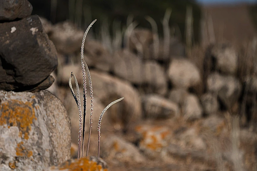 פריחת החצבים ברמת הגולן