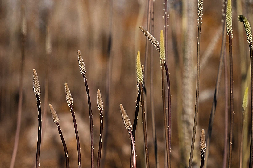 פריחת החצבים ברמת הגולן
