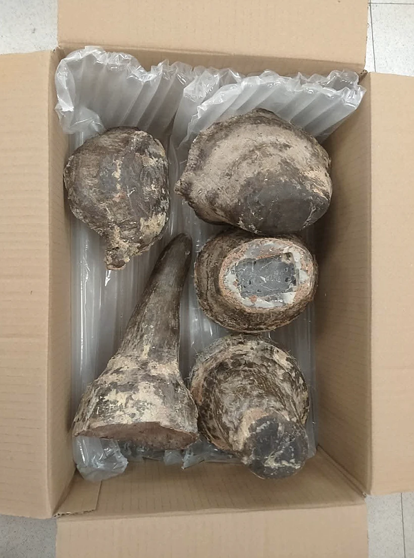 קרני הקרנף שנתפסו