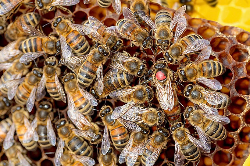 Queen,bee,on,honeycomb,queen,bee,with,red,dot,on,back.
