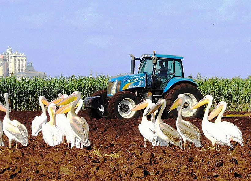 ציפורים נודדות (שקנאים) בכפר מסריק