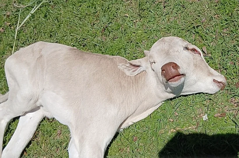 עגלה נולדה עם שני ראשים