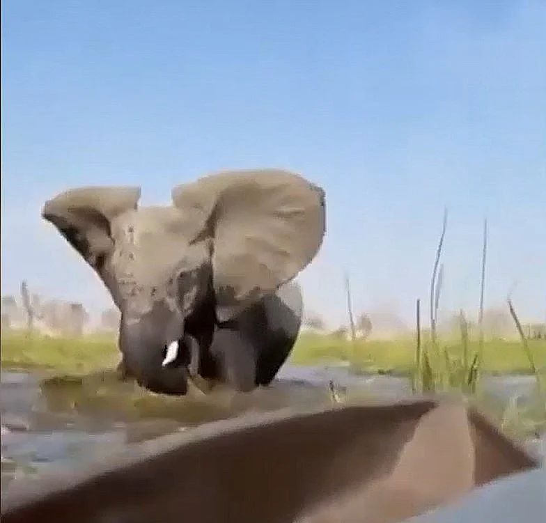 פיל רומס תיירים באפריקה