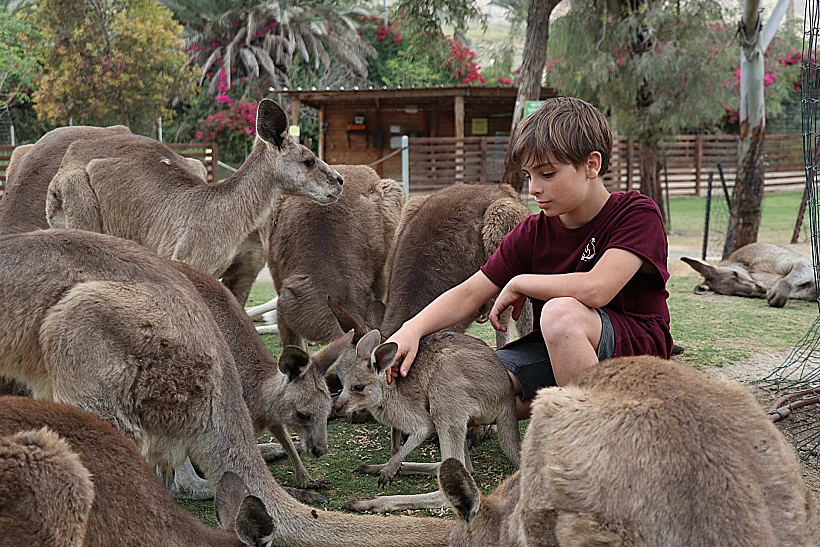קנגורו בגן גורו