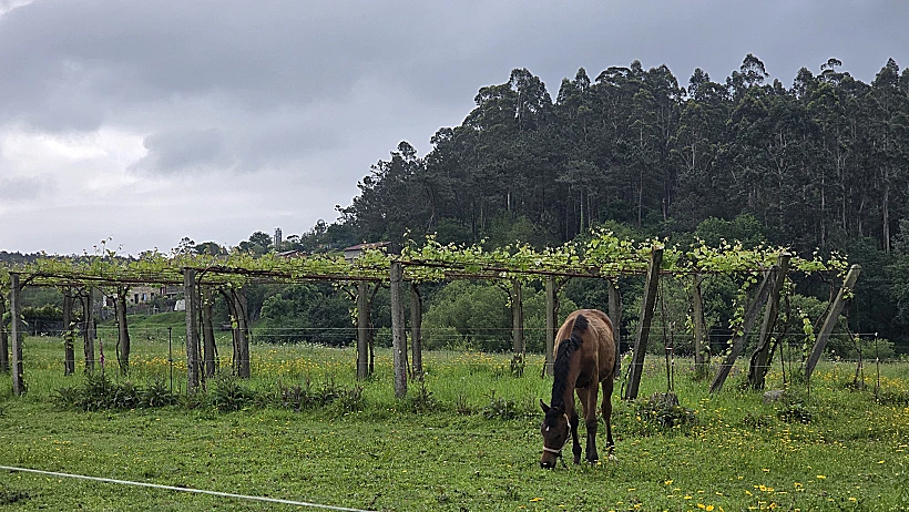 סוסים במסלול "הקמינו פורטוגז"