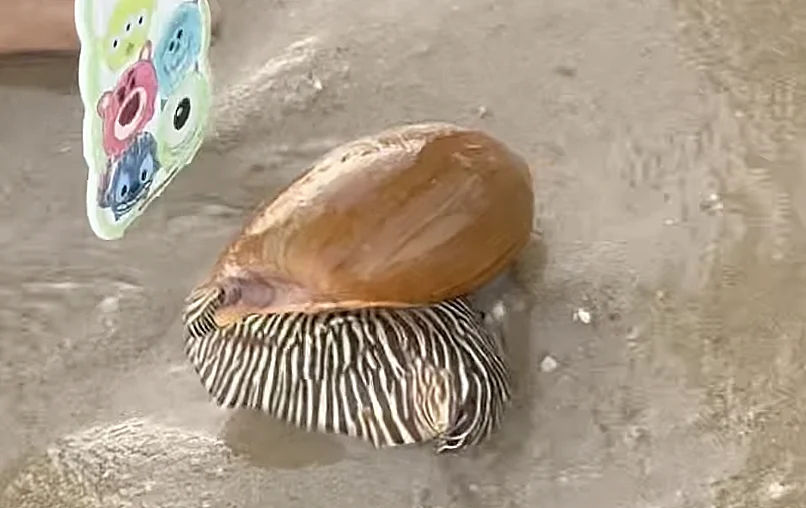 חילזון מלו מלו