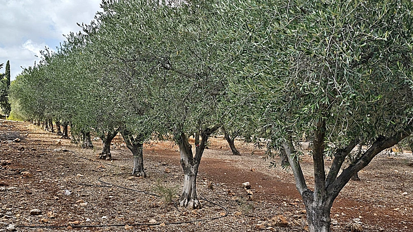 פסטיבל "ימי ענף הזית - מטע עצי זית מסיק