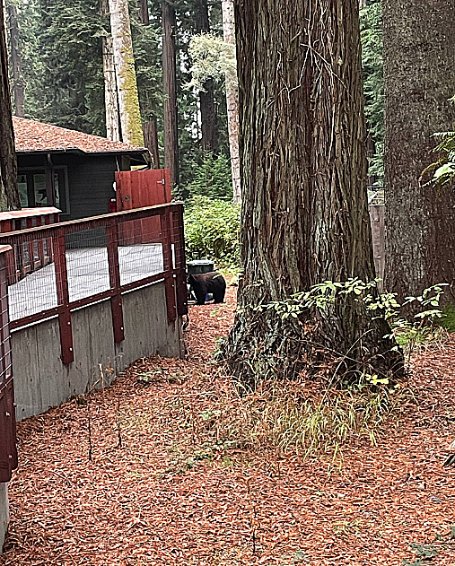 דוב שחור פראי פרץ לגן החיות