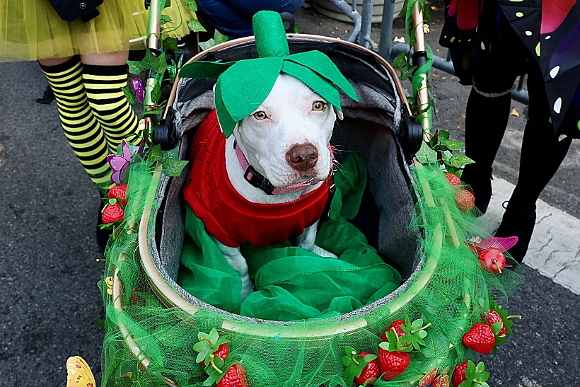 Annual Tompkins Square Halloween Dog Parade In New York