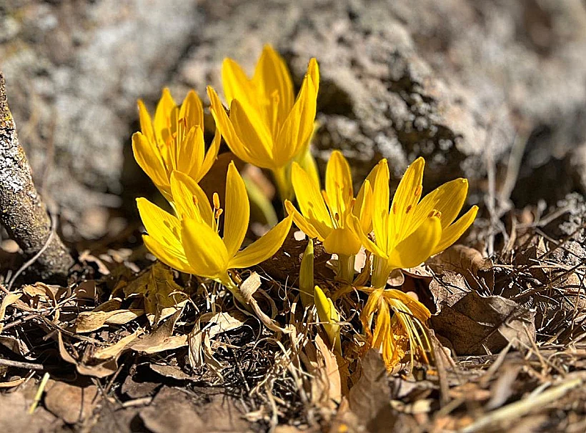 חלמוניות ברכס בשנית