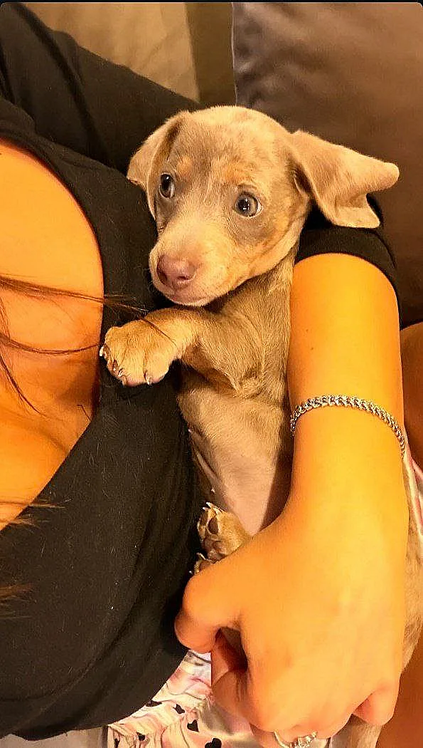 הכלב של שירז בן ארי וחן קראוניק