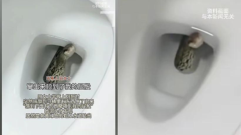 הנחש שבצבץ מהאסלה