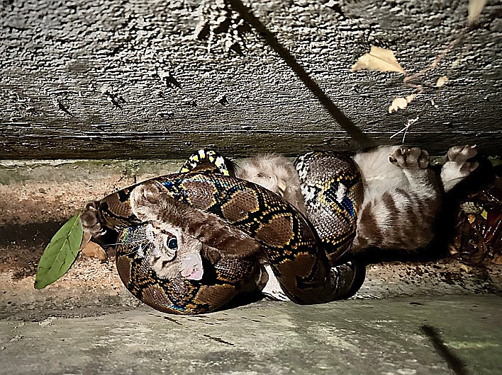 נחש פיתון תוקף חתול