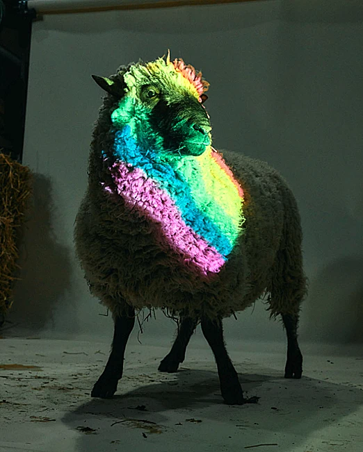 החווה שמצילה כבשים הומוסקסואליים