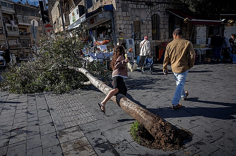 עץ שקרס סמוך לשוק מחנה יהודה בירושלים