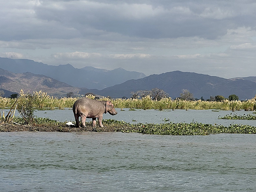 מלוואי - היפופוטם בשמורת ליוונדה