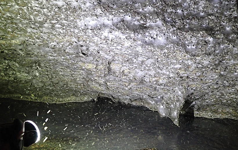 רשת קורי העכביש שהתגלתה במערת הגופרית