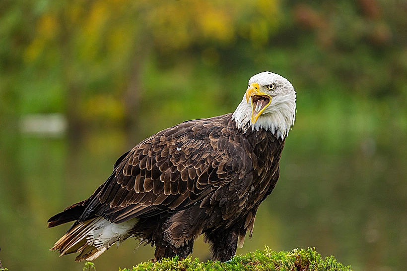 עיטם לבן-ראש