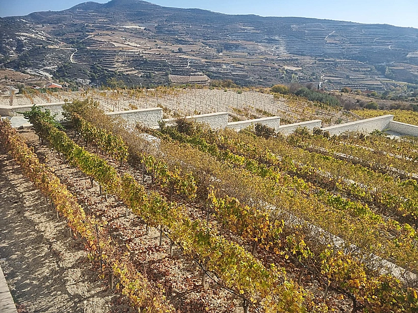 הכרמים באחד משבעת מסלולי היין בקפריסין