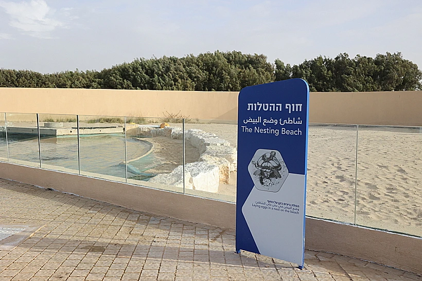 חוף ההטלות במרכז הארצי להצלת צבי הים