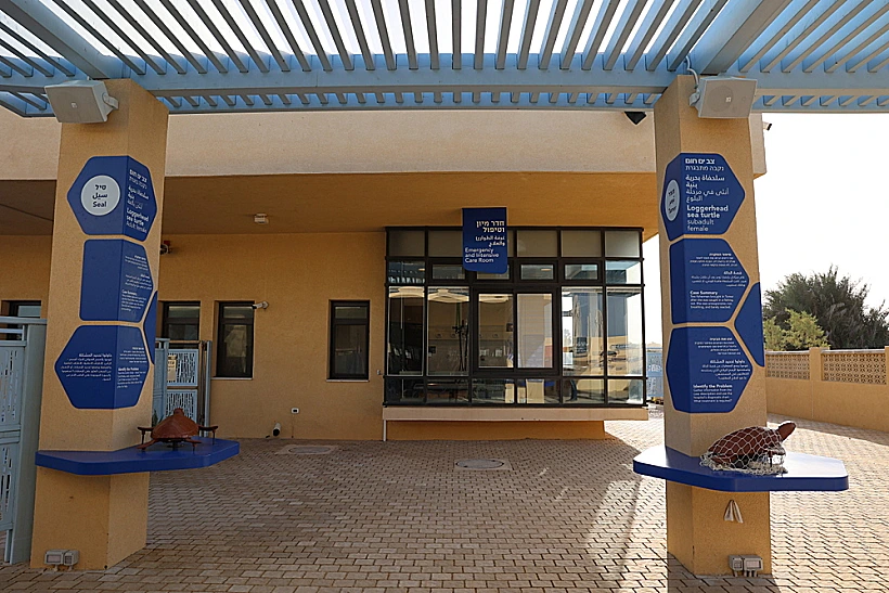 המרכז הארצי להצלת צבי הים